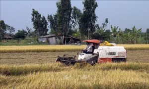 Chủ động giải pháp phòng chống thiên tai, bảo vệ sản xuất