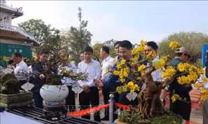 Xây dựng Huế trở thành xứ sở Hoàng mai Việt Nam