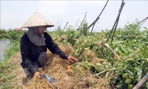 Dông lốc hoành hành tại 'thủ phủ' cà chua của Nam Định