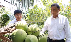Liên kết '4 nhà' nâng tầm chuỗi giá trị dừa sáp