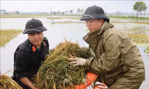 Công an giúp dân huyện Chương Mỹ gặt lúa ngập nước sau bão 