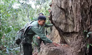 Trắng đêm giữ rừng hương cổ thụ ở Gia Lai