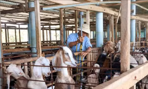 Loạt giải pháp hỗ trợ nông dân ven biển nuôi dê thịt