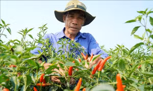 Giá ớt 'lao dốc' khiến nông dân Quảng Ngãi đối mặt thua lỗ