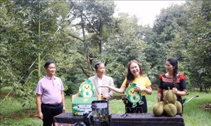 Đưa sầu riêng lên sóng trực tiếp: Tư duy mới trong tiêu thụ nông sản