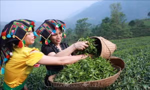Đặc sắc cuộc thi hái chè, sao chè của nông dân Lai Châu 