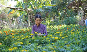 Vùng đất khó 'chuyển mình' trong Xuân mới
