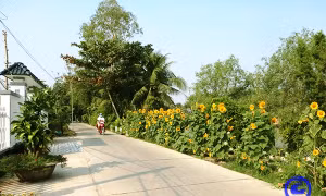Xây dựng nông thôn mới ở xã vùng Đồng Tháp Mười 