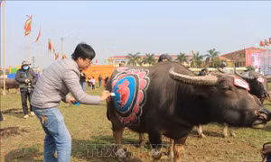 Độc đáo Hội thi vẽ trang trí trâu Lễ hội Tịch điền Đọi Sơn