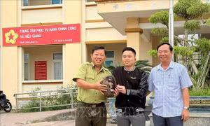 Quảng Trị tiếp nhận một cá thể tê tê quý hiếm từ người dân