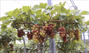 Nho cảnh Ninh Thuận hút hàng dịp cận Tết