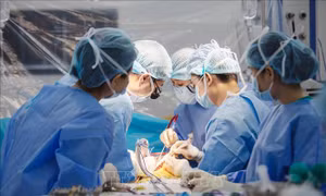 Ghép gan tối khẩn, cứu sống bệnh nhân đã hôn mê sâu