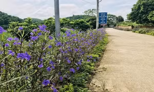 Tuyên Quang: Nhiều đổi thay ở xã nông thôn mới nâng cao Thái Bình