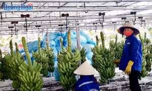 Quảng Ngãi thành công với mô hình xuất khẩu chuối Nam Mỹ 