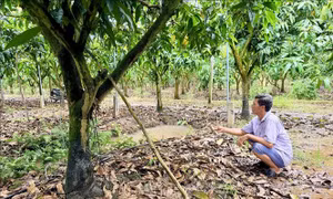 Công nghệ tưới tự động mở hướng canh tác bền vững