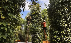 Hồ tiêu được mùa được giá 