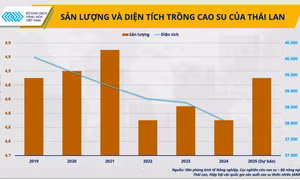 Từ 'ngôi vương' xuất khẩu cao su, Thái Lan có nguy cơ hụt hơi trước Việt Nam?