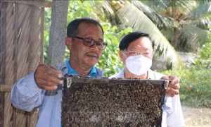 Nghề nuôi ong lấy mật giúp nông dân Bạc Liêu tăng thu nhập