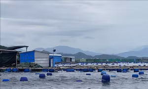 Giải pháp phát triển bền vững nghề nuôi biển Việt Nam