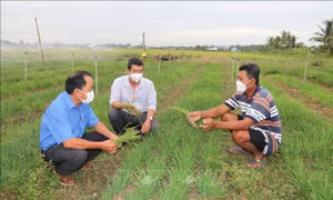 Trà Vinh: Hơn 390 tỷ đồng hỗ trợ tái cơ cấu nông nghiệp