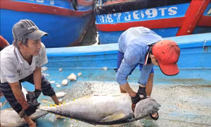 Ngư dân hồ hởi vào vụ đánh bắt cá ngừ đại dương
