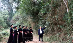 Phát triển lâm nghiệp bền vững – Bài cuối: Gắn với xây dựng nông thôn mới