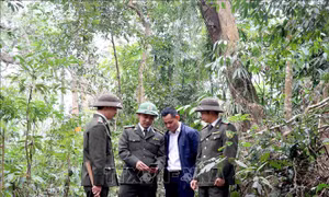 Phát triển lâm nghiệp bền vững - Bài 2: Nâng cao chất lượng gỗ rừng trồng