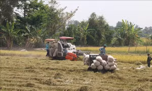 50 năm Thống nhất đất nước: Điểm sáng ở vùng duyên hải Gò Công