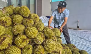 Sôi động 'chợ' sầu riêng Nghĩa Trung