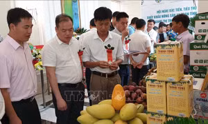 Xúc tiến tiêu thụ, xuất khẩu nông sản an toàn sang Trung Quốc