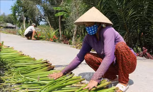 Nghề đan lục bình giúp nông dân Bạc Liêu cải thiện cuộc sống