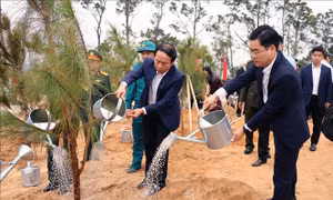 Hải Phòng, Quảng Ninh trồng cây mùa Xuân, nhớ ơn Bác Hồ