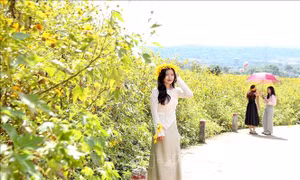Mùa vàng Dã Quỳ ở Chư Đang Ya