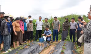 Phát triển cây dược liệu thành ngành hàng hóa chủ lực dưới tán rừng