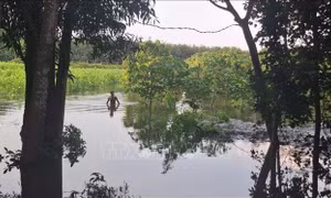 Hàng chục hecta hoa màu bị ngập do mưa lớn và xả lũ hồ Sông Ray