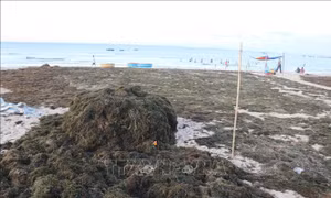Người dân làng biển thu lộc kép từ bảo tồn rong mơ