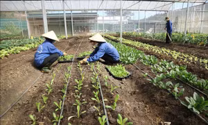 Giá một số nông sản ở Lâm Đồng tăng trong mùa khô hạn