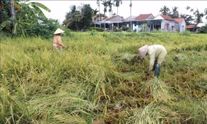 Quảng Ngãi khẩn trương khắc phục thiệt hại lúa, rau màu do mưa lớn
