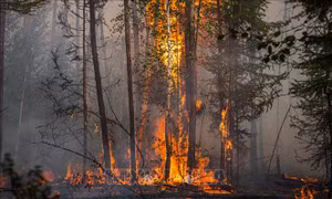 Hiểm họa tiềm ẩn khi 'giặc lửa' càn quét vùng Siberia băng giá
