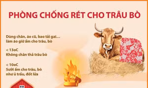Phòng chống rét cho trâu bò