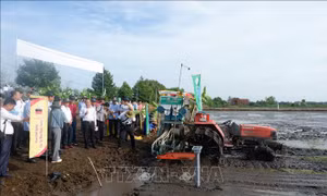 Long An khởi động đề án 1 triệu héc-ta chuyên canh lúa chất lượng cao