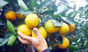 Đặc sản cam 'tiến Vua' đắt khách dịp Tết