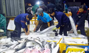Ngư dân Quảng Bình phấn khởi bội thu chuyến biển cận kề Tết