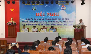 Hai phương án sản xuất lúa cho Đồng bằng sông Cửu Long