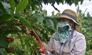 Đắk Nông thiếu hụt nhân công thu hoạch cà phê do dịch COVID-19