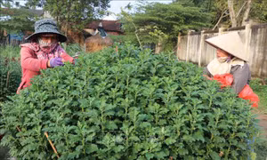 Làng hoa cúc Nghĩa Hiệp 'nước rút' vụ Tết