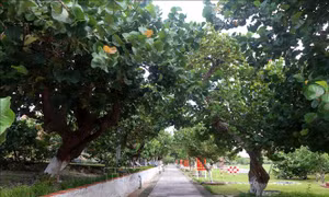 Những 'hòn ngọc xanh' giữa muôn trùng khơi