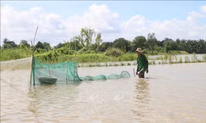 Mùa cá ở đầu nguồn châu thổ sông Cửu Long
