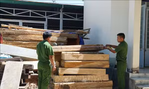 Cần quyết liệt, mạnh tay hơn để giữ rừng Pơ mu