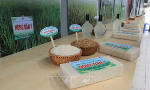Mở rộng nguồn giống lúa ứng phó biến đổi khí hậu tại Đồng bằng sông Cửu Long